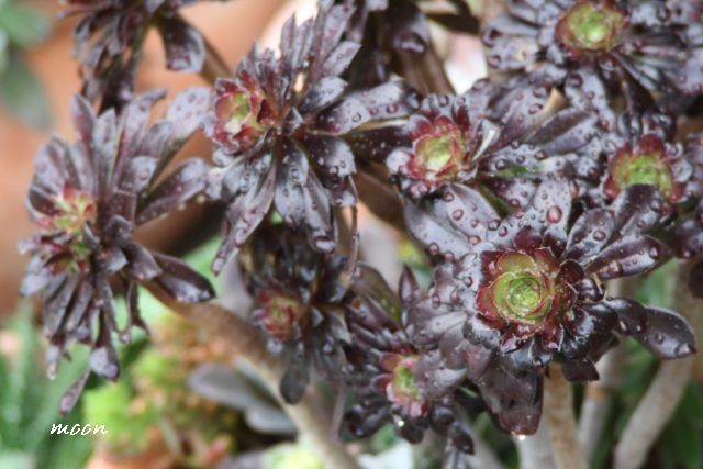 aeonium